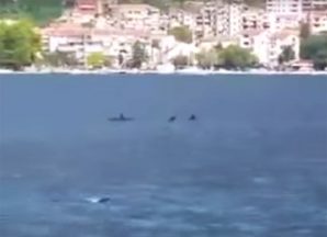 EKSKLUZIVNO! Delfini ponovo u posjeti Boki Kotorskoj!