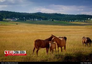 Avgustovska razglednica: Žabljak (Durmitor)