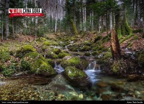 Biogradska gora: Buđenje proljeća